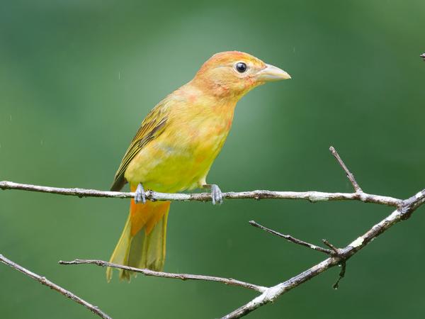 <h3><a href="/trips/costa-rica/biota/animalia/chordata/aves/040 passeriformes/129 cardinalidae/piranga rubra/piranga rubra-nl.html">Piranga&nbsp;rubra</a> / Summer&nbsp;tanager / Zomertangare</h3>OM-1 met OLYMPUS M.150-400mm F4.5 TC, 1/500 sec  bij F5.6, ISO 10000